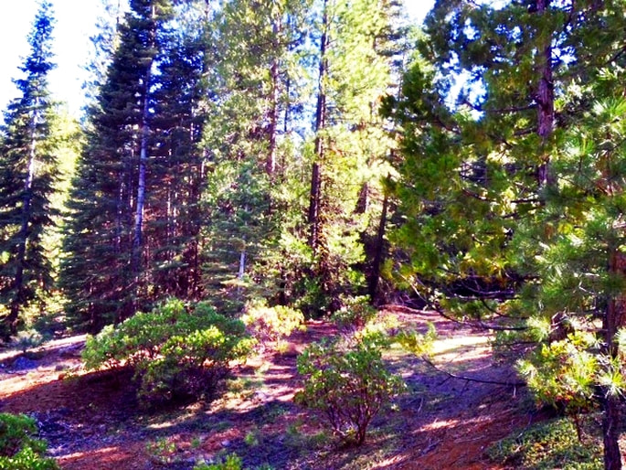 California Pines, Modoc County, Alturas, CA